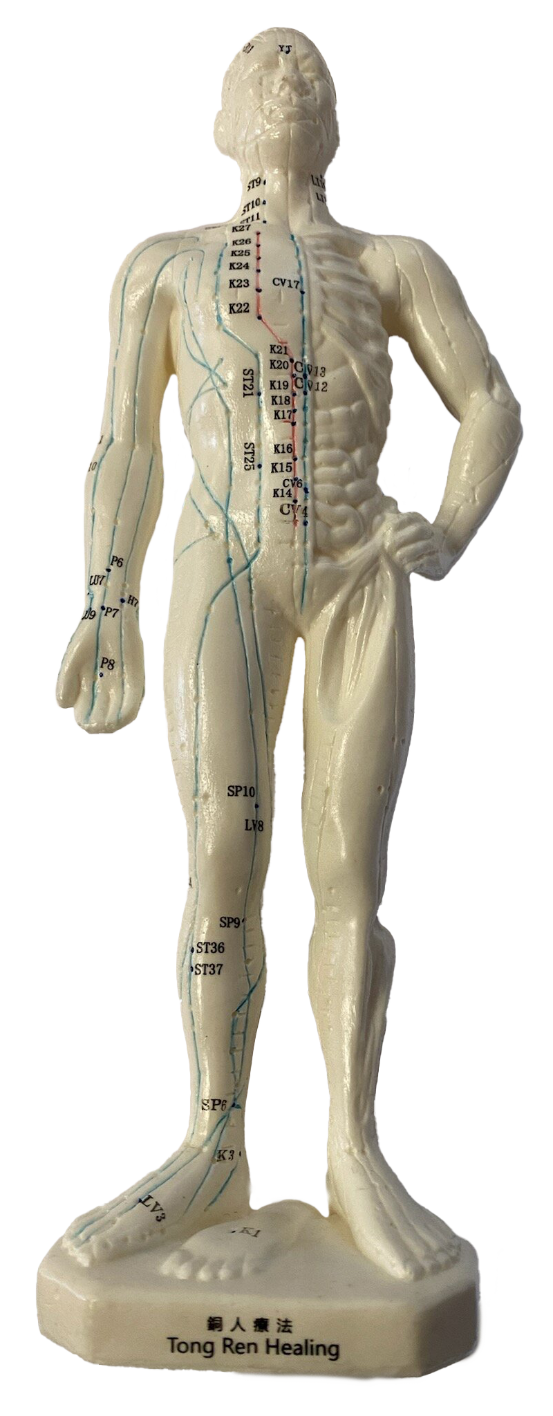 Modello per terapia Tong Ren